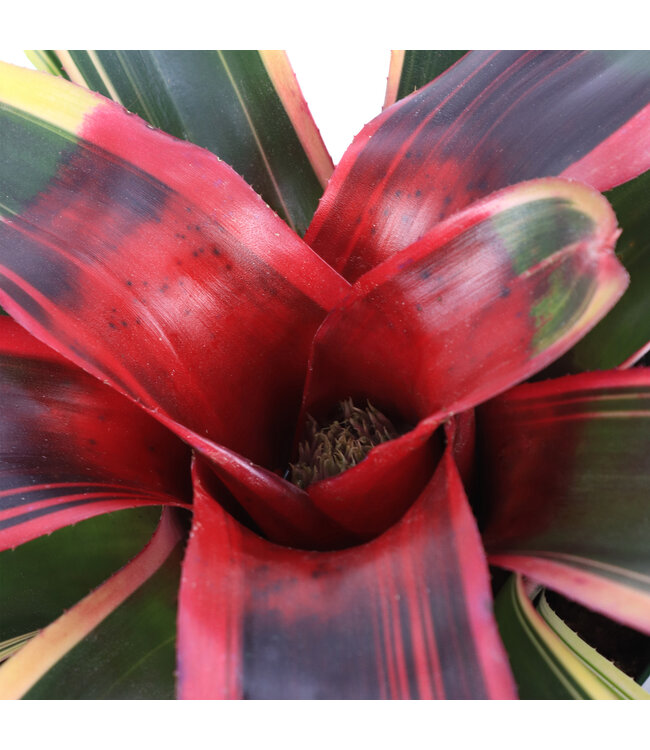 Neoregelia 6 po | Plante d’intérieur tropicale au feuillage éclatant