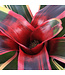 Neoregelia 6 po | Plante d’intérieur tropicale au feuillage éclatant