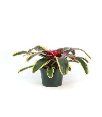 Neoregelia 6 po
