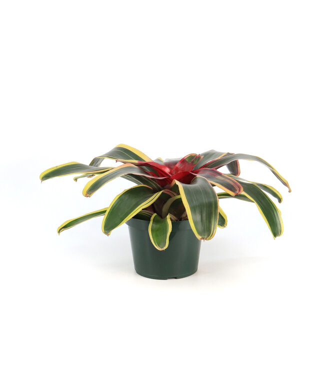 Neoregelia 6 po | Plante d’intérieur tropicale au feuillage éclatant