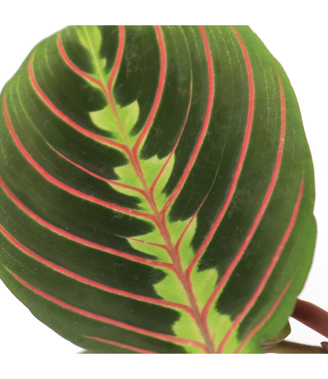 Maranta rouge 6 po | Plante prieuse