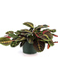 Maranta rouge 6 po | Plante prieuse