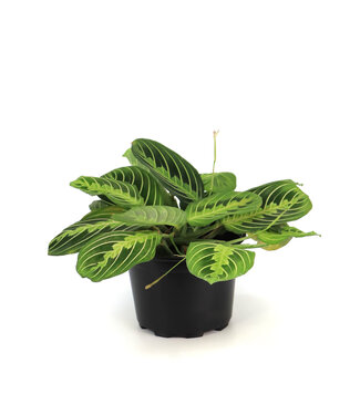 Marantha Lime 6 po  | Plante prieuse