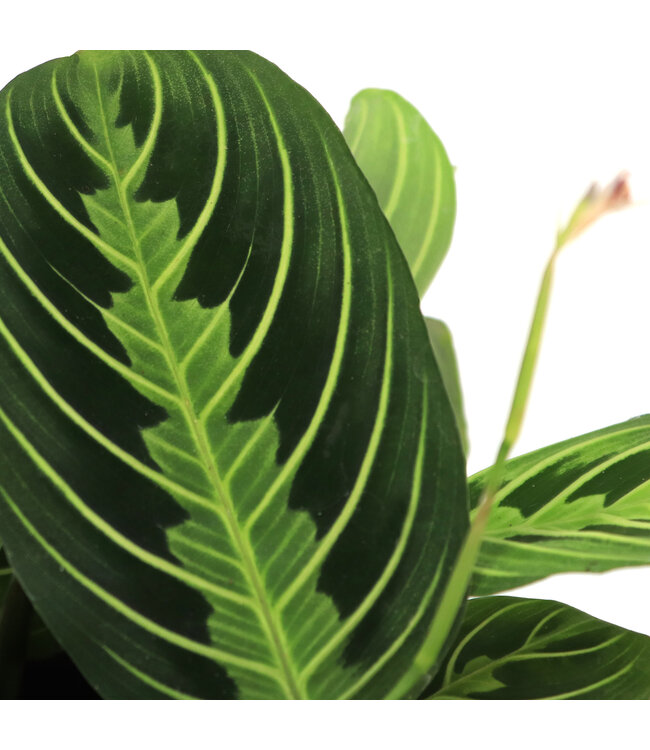 Marantha Lime 6 po | Plante prieuse