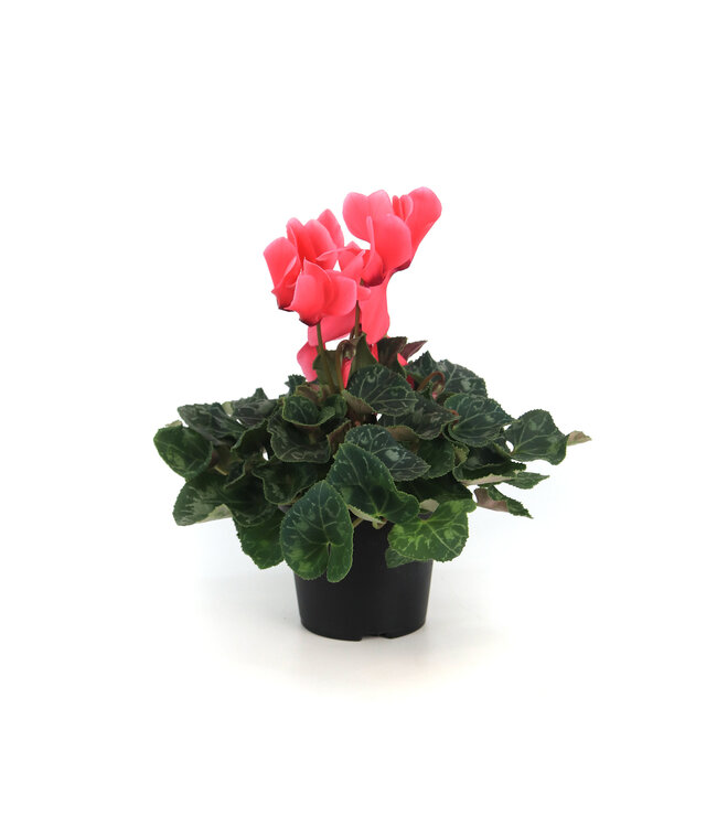 Cyclamen 4.5 po | Fleurs inversées spectaculaire