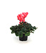 Cyclamen 4.5 po | Fleurs inversées spectaculaire