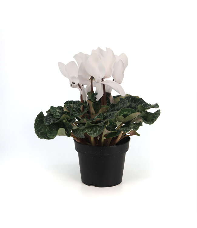 Cyclamen 4.5 po | Fleurs inversées spectaculaire