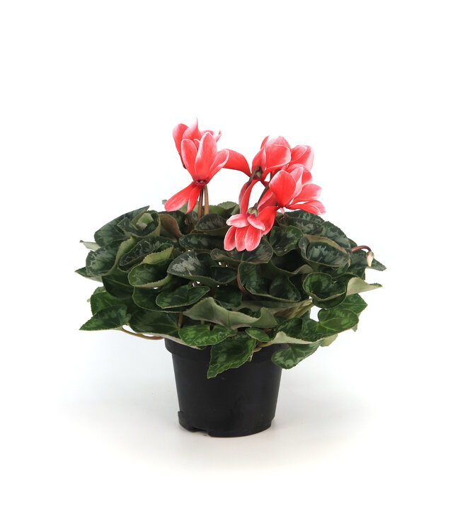 Cyclamen 4.5 po | Fleurs inversées spectaculaire