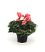 Cyclamen 4.5 po | Fleurs inversées spectaculaire