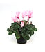 Cyclamen 4.5 po | Fleurs inversées spectaculaire