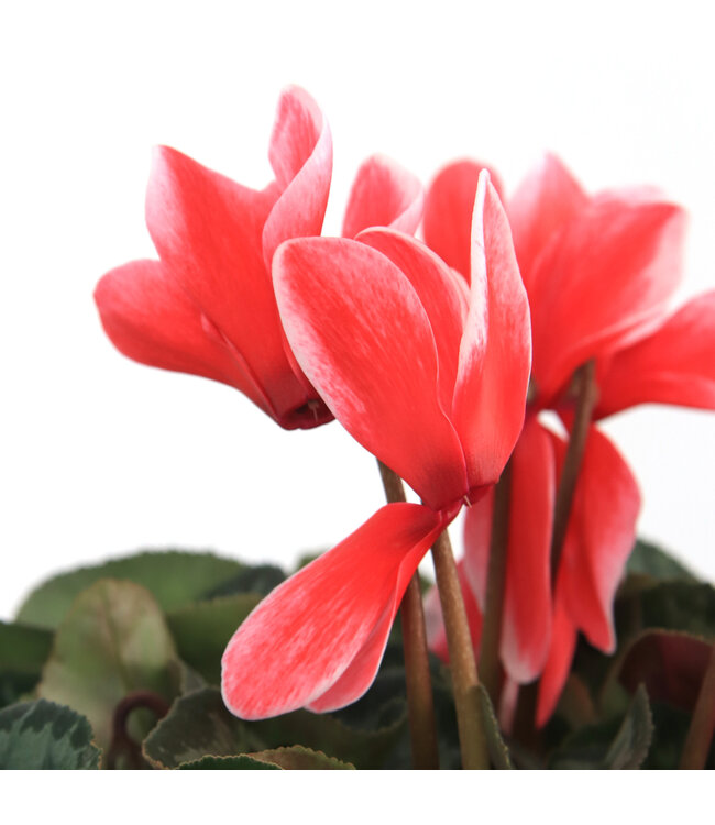 Cyclamen 4.5 po | Fleurs inversées spectaculaire