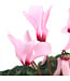 Cyclamen 4.5 po | Fleurs inversées spectaculaire