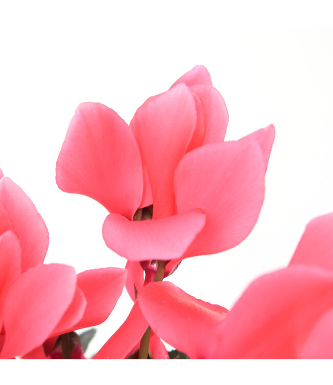 Cyclamen 4.5 po | Fleurs inversées spectaculaire