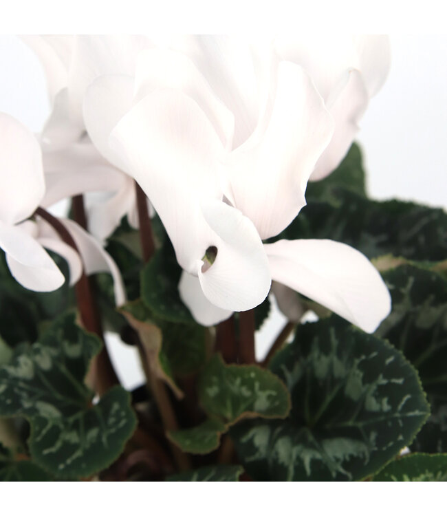 Cyclamen 4.5 po | Fleurs inversées spectaculaire