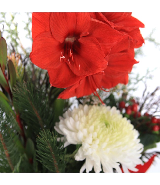 Amaryllis Royale | Forêt Écarlate