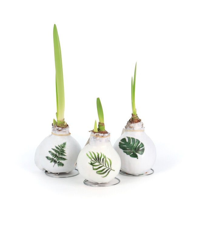 Amaryllis Winter Tropics | Spectaculaire