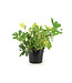 Helleborus blanc 6 po | Fleur décorative élégante pour décor de Noël