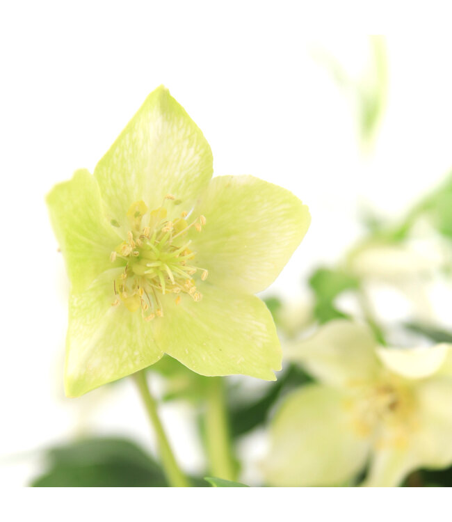 Helleborus blanc 6 po | Fleur décorative élégante pour décor de Noël