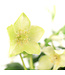 Helleborus blanc 6 po | Fleur décorative élégante pour décor de Noël