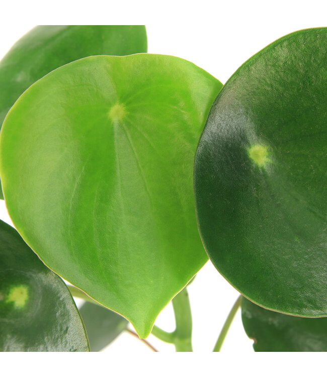Peperomia polybotrya (Raindrop) 4 po | Touche de vert pour le décor