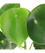 Peperomia polybotrya (Raindrop) 4 po | Touche de vert pour le décor
