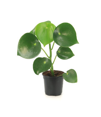 Peperomia polybotrya (Raindrop) 4 po