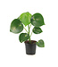 Peperomia polybotrya (Raindrop) 4 po | Touche de vert pour le décor
