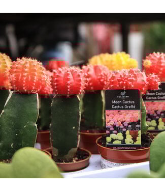 Cactus greffe 3,5 po
