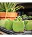 Hoya Kerrii 2,5 po