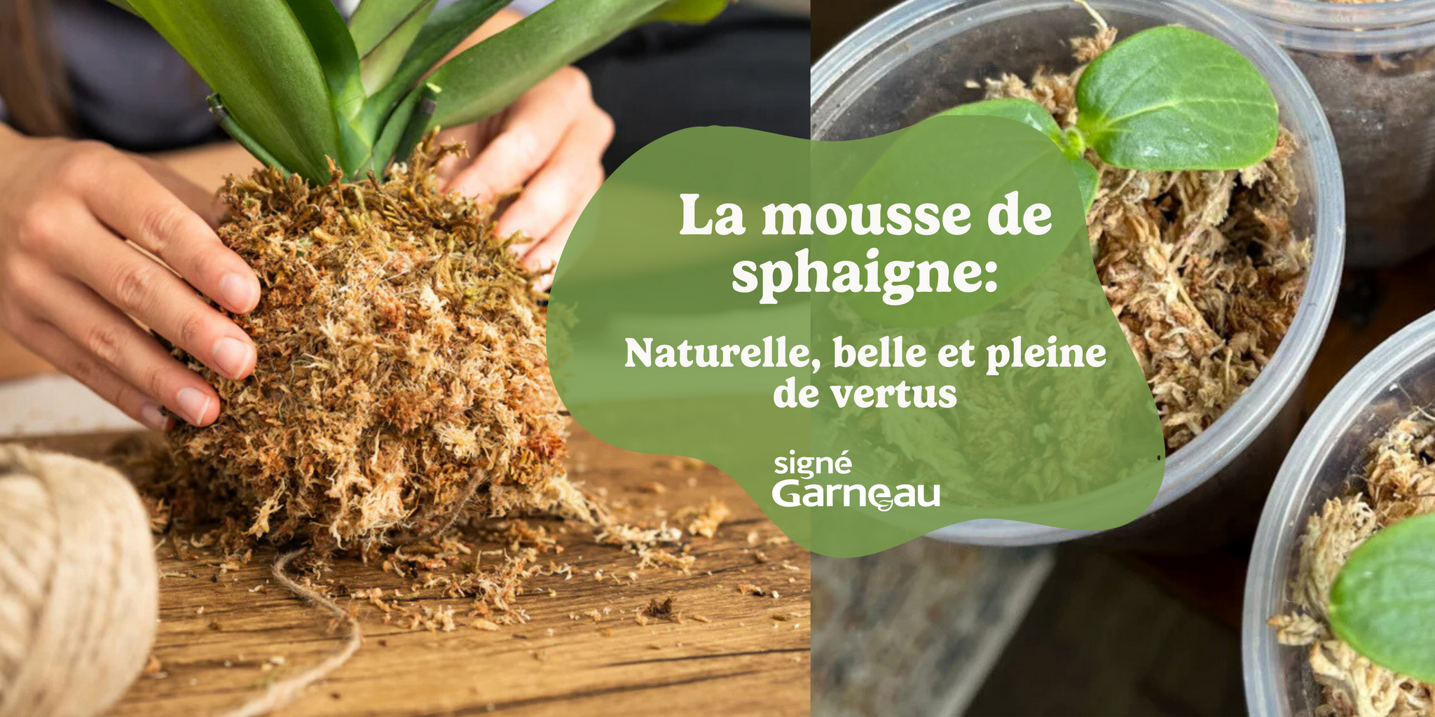 La mousse de sphaigne Mossify ; naturelle, belle et pleine de vertus
