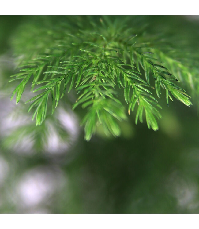 Araucaria | Conifère d’intérieur unique & élégant