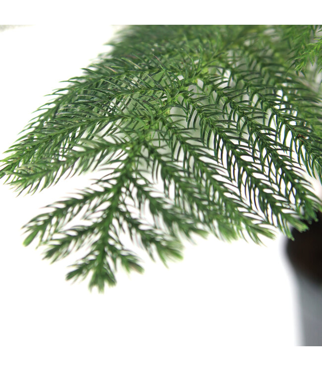 Araucaria | Conifère d’intérieur unique & élégant