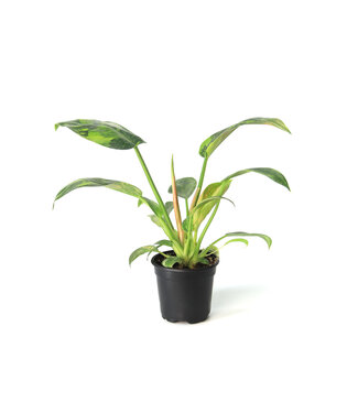 Philodendron Green Congo Nuclear panaché 4 po