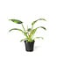 Philodendron Green Congo Nuclear panaché | Plante d’intérieur exceptionnelle & facile d’entretien