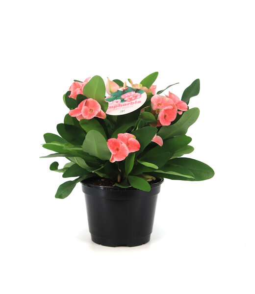 Euphorbia Pink Charlotte 6 po