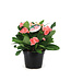 Euphorbia Pink Charlotte 6 po | Plante graphique et accent déco unique