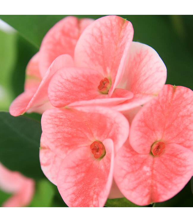 Euphorbia Pink Charlotte 6 po | Plante graphique et accent déco unique