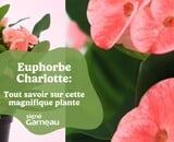 L'euphorbe Charlotte: Tout savoir sur cette beauté!