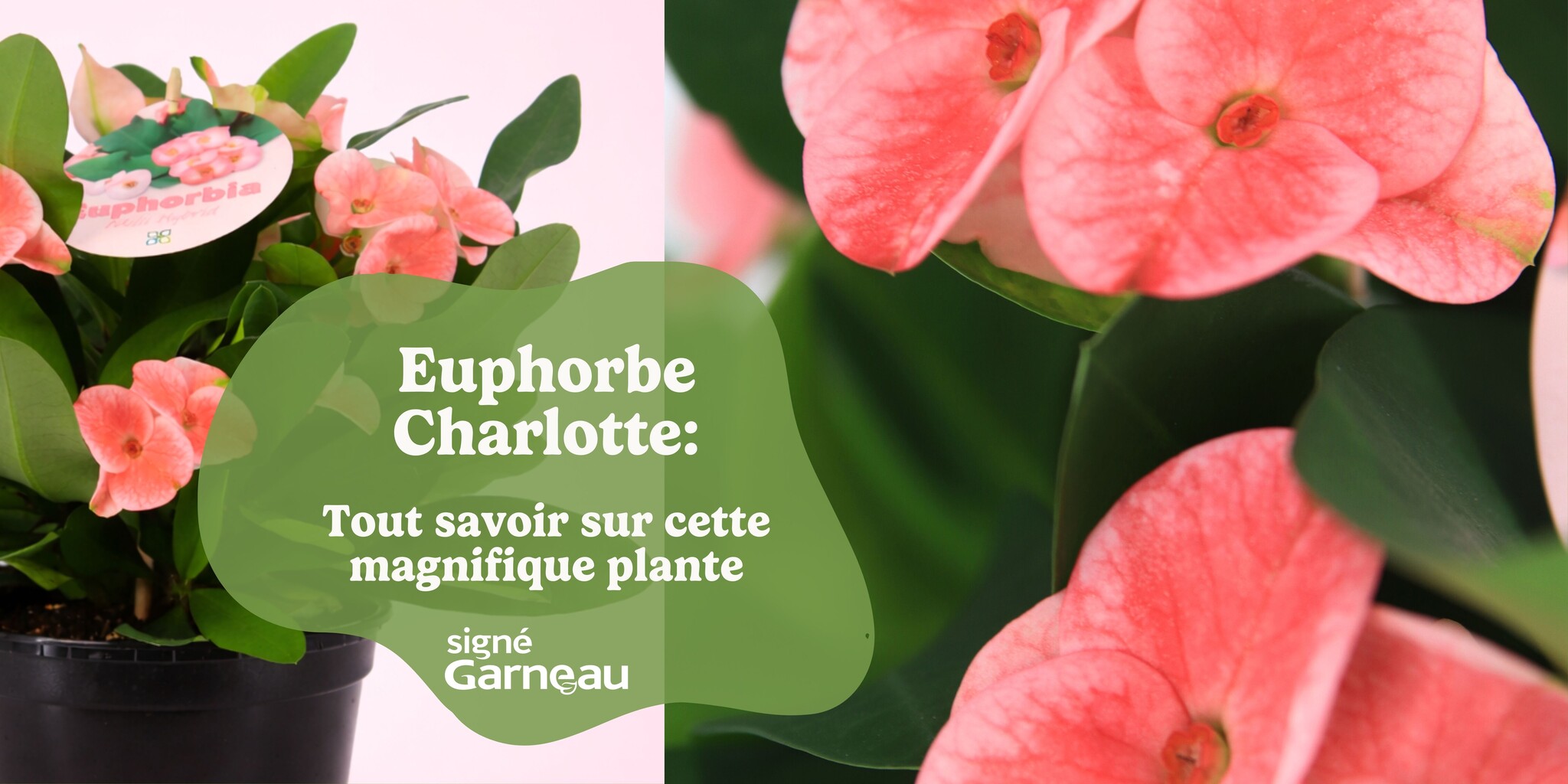 L'euphorbe Charlotte: Tout savoir sur cette beauté!