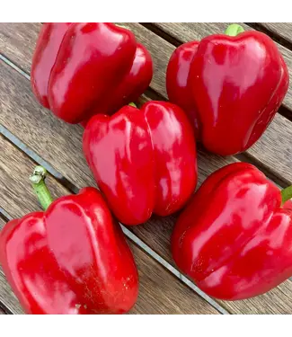 Ferme Tournesol Poivron doux Feu rouge Bio