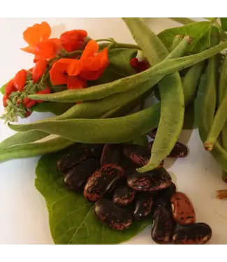 Haricot D'Espagne scarlet runner bio