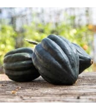 Courge poivrée Table King bio