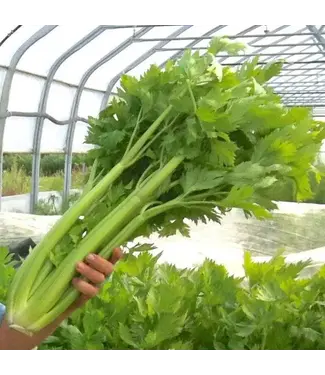 Ferme Tournesol Céleri Ventura Utah bio