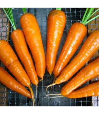 Ferme Tournesol Carotte Danvers bio