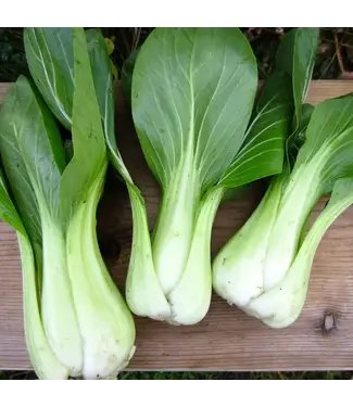 Ferme Tournesol Bok Choy Shanghai Green bio
