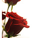Bouquet Passionnel de 12 Roses rouges | SV-2412