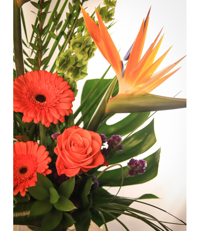 Coup de Foudre | SV-013