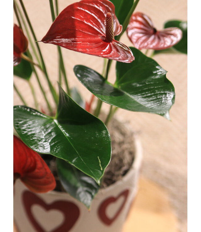 Signé Garneau Valentin d'anthurium | SV-040