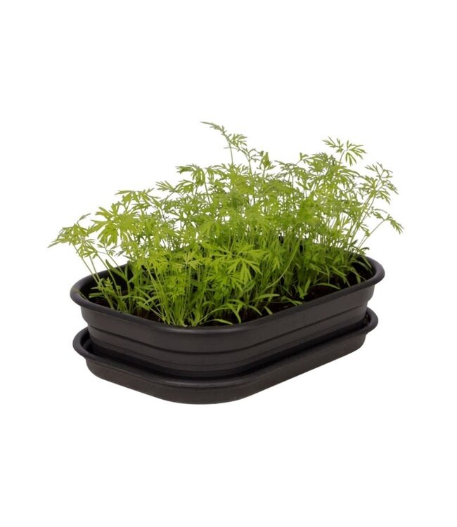 Plateau de culture noir écoresponsable | Cultivez vos rêves