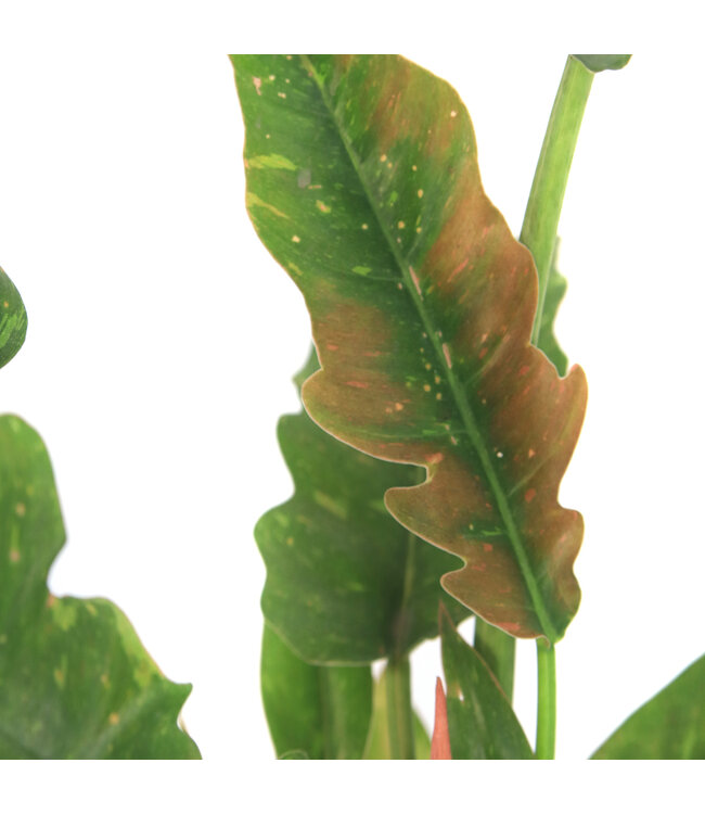 Philodendron ring of Fire Variegata 4 po